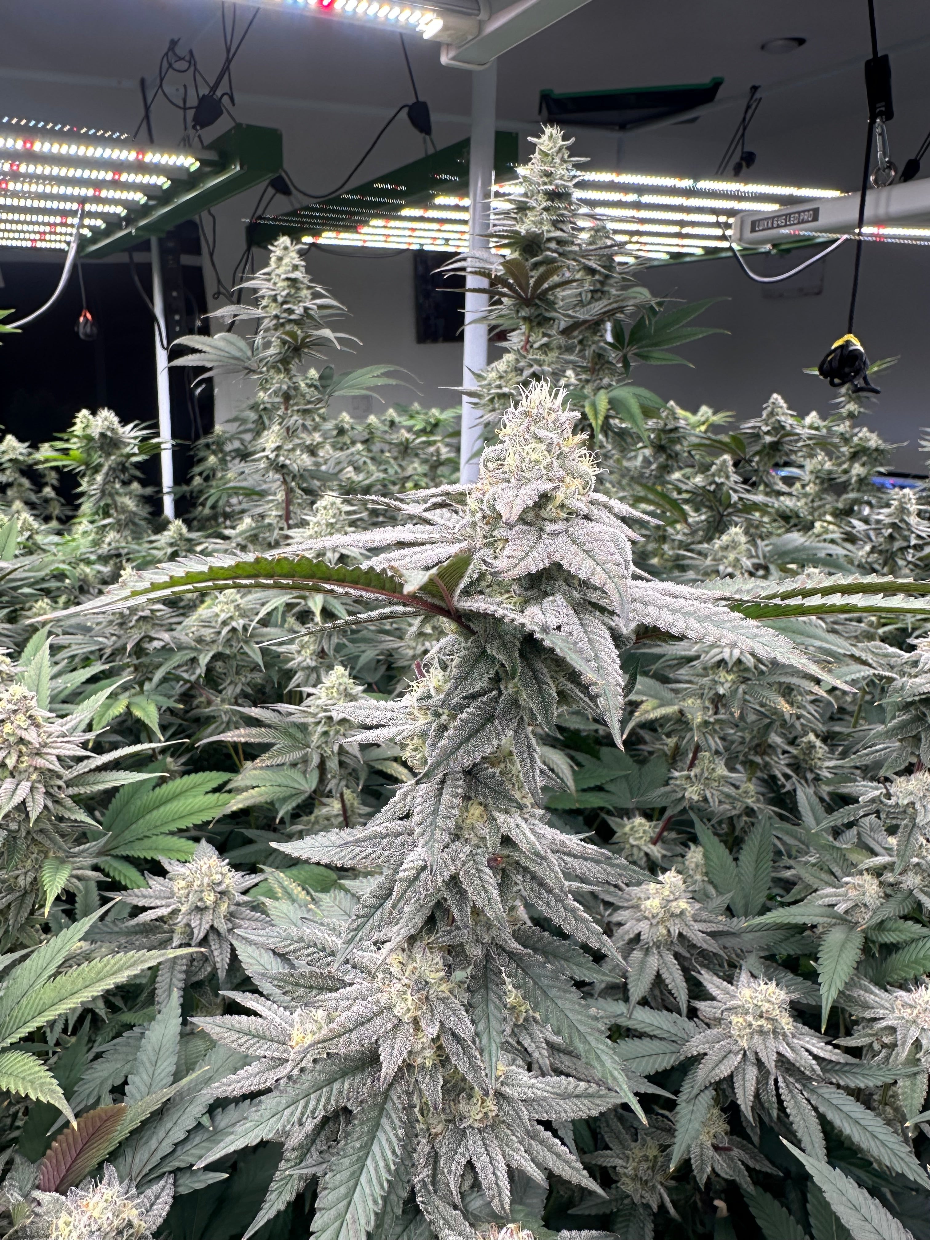 The Growers Favorite